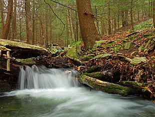 photo of river inside forest