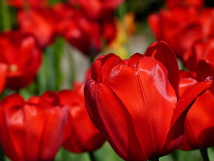 red Tulip flower in close up photography