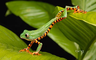 green and orange tree frog, frog, animals, amphibian HD wallpaper