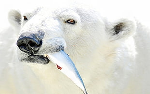 white Polar Bear eating silver fish