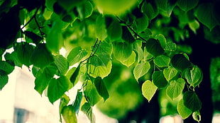 green leafed plant, foliage, macro, blurred, bokeh
