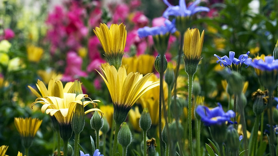 shallow focus photo of yellow and blue flowers HD wallpaper