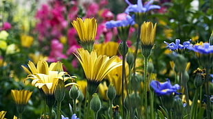 shallow focus photo of yellow and blue flowers