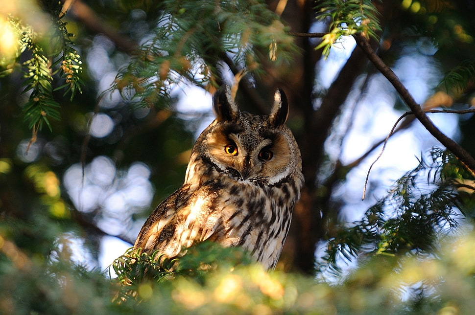 brown and black owl standing on tree branch HD wallpaper