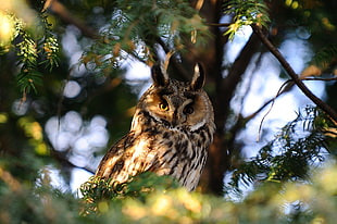 brown and black owl standing on tree branch