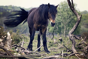 black horse standing beside tree branch
