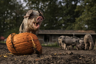 gray pigs, animals, pigs, pumpkin HD wallpaper