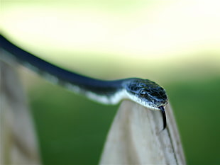 selective focus photography of black and beige snake