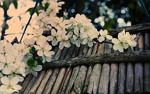 white Japanese Stewartia flowers HD wallpaper