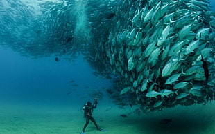 school of gray fish, underwater, photography, fish, divers HD wallpaper