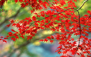 focus photography of orange maple leaves during daytime HD wallpaper