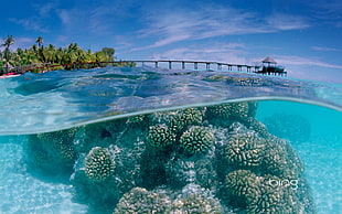 green coral reefs, split view, water, pier
