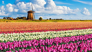 brown windmill surrounded of flowers HD wallpaper