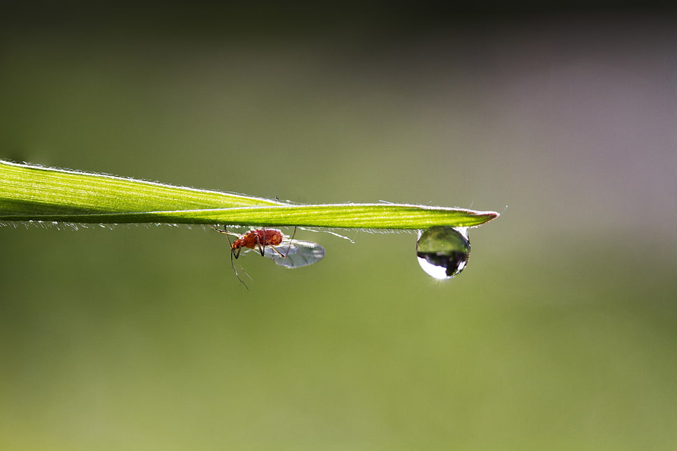 red insect on leaf close-up photo, aphid HD wallpaper