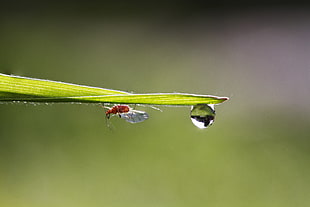 red insect on leaf close-up photo, aphid HD wallpaper