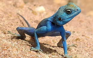 blue gecko HD wallpaper