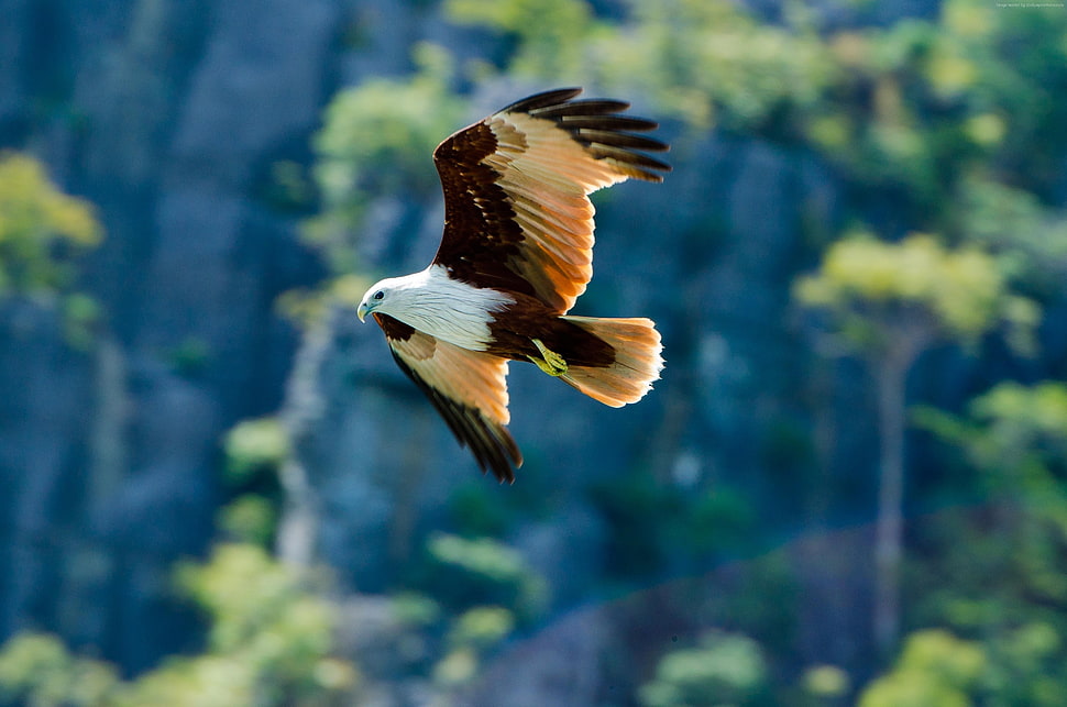 white and brown bald eagle flying HD wallpaper