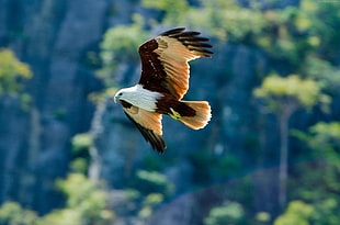 white and brown bald eagle flying