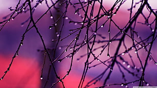 bare tree, twigs, water drops, nature, gradient
