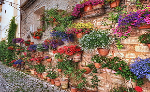 flowers on pot on wall