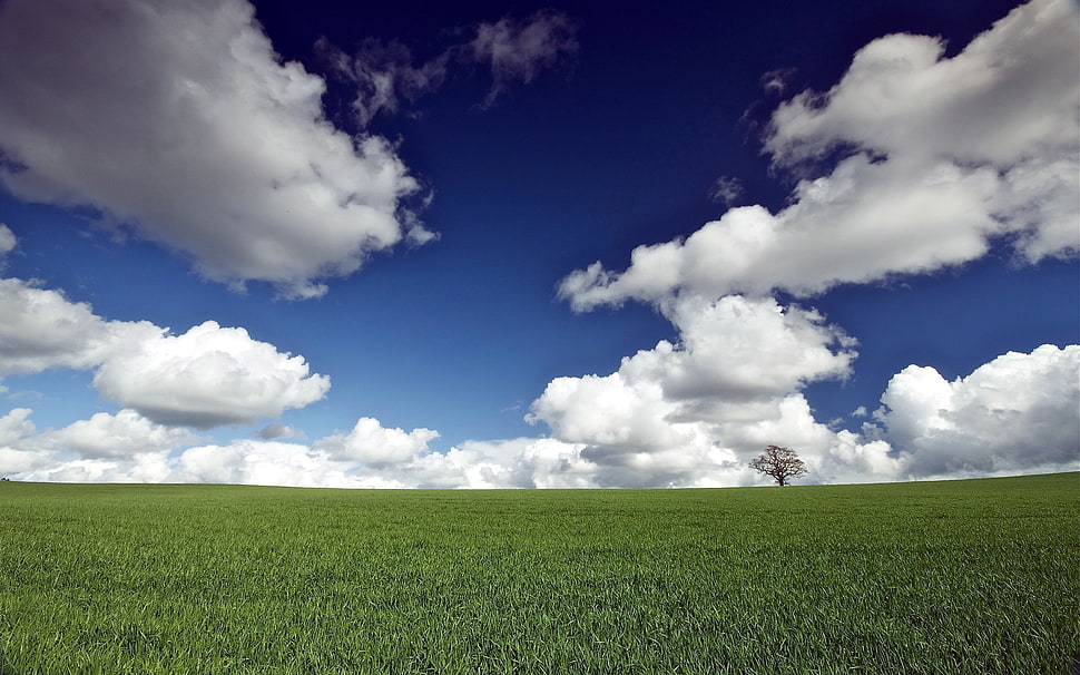 grass field and tree, nature, grass HD wallpaper