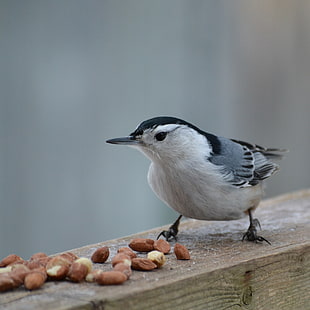 gray bird on wood with foods, nuthatch