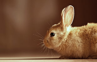 brown rabbit, rabbits, animals, profile, closeup HD wallpaper