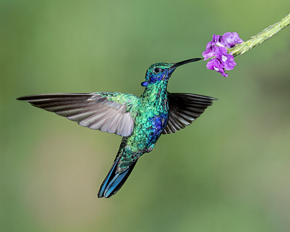 macro photography of blue and green hummingbird perched on purple flower HD wallpaper