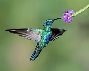 macro photography of blue and green hummingbird perched on purple flower