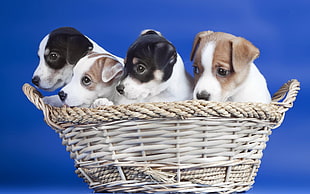 four brown and black puppies in basket