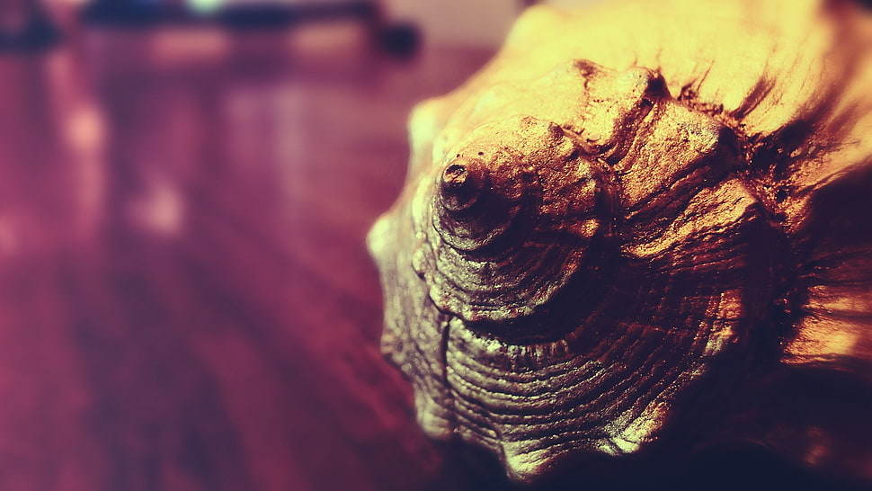 seashell on brown wooden surface HD wallpaper