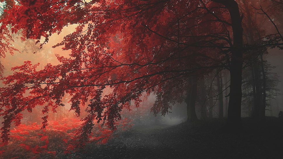 maple leaf trees, fall HD wallpaper