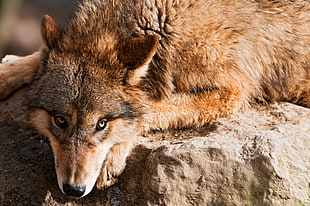 brown wolf during daytime HD wallpaper