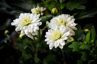 white petaled flowers, flowers, white flowers, plants HD wallpaper