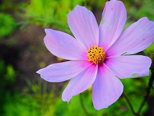 purple cosmos flower, flowers