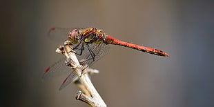 close up photo of red dragonfly