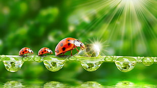 three ladybugs, water drops, insect, ladybugs, sparkles