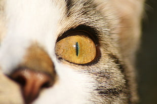 closeup photo of cat's left eye