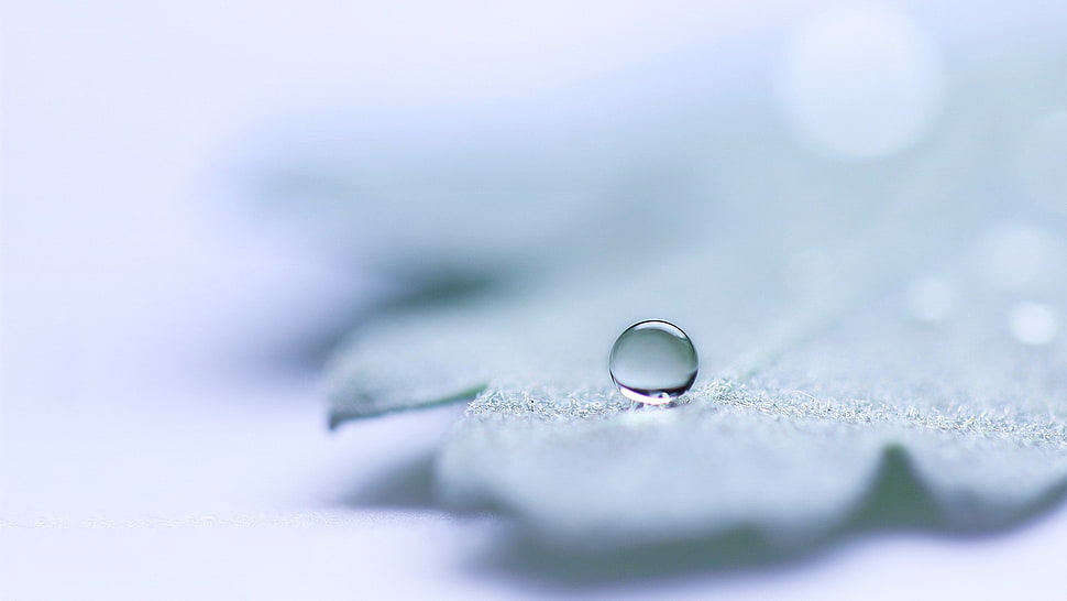 water drop on gray leaf HD wallpaper