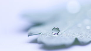 water drop on gray leaf