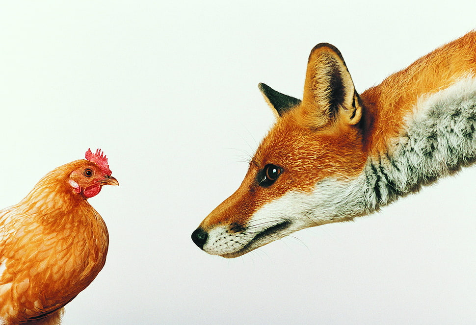 brown fox and chicken HD wallpaper