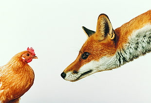 brown fox and chicken