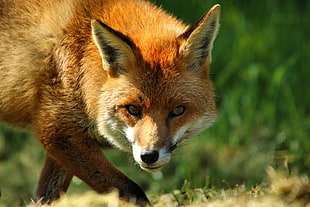 photo of red fox HD wallpaper