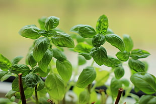 shallow focus photo of green leaves plant, basil HD wallpaper