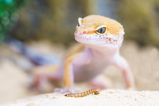 brown and white gecko in front of super worm