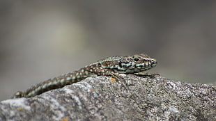 close up photography of gray lizard