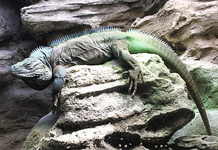 komodo dragon on gray rock, grand cayman blue iguana