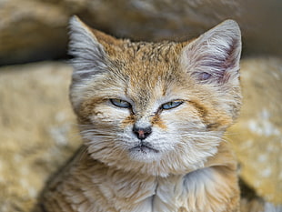Desert cat