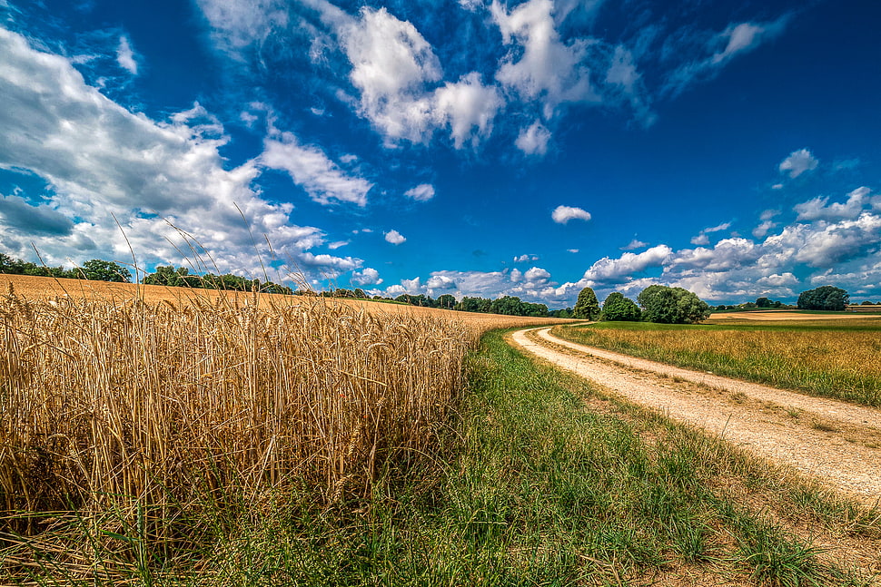 dried grass and gren grass under cloudy sky during daytime HD wallpaper