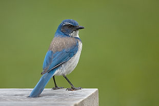blue and gray bird on gray wooden plank, jay, california